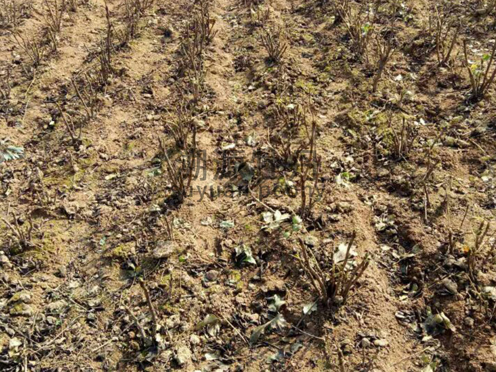 選苗-choose high quality plants