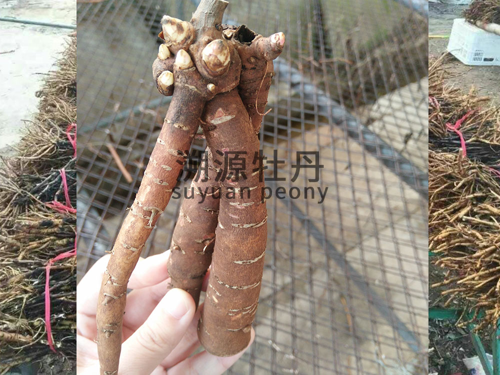  修剪之后的芍藥-pruned plants