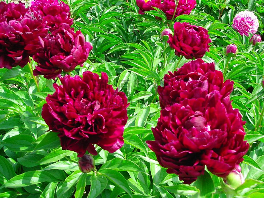 紫色系-黑海波濤