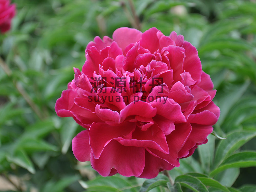 紫色系-珠光墨潤