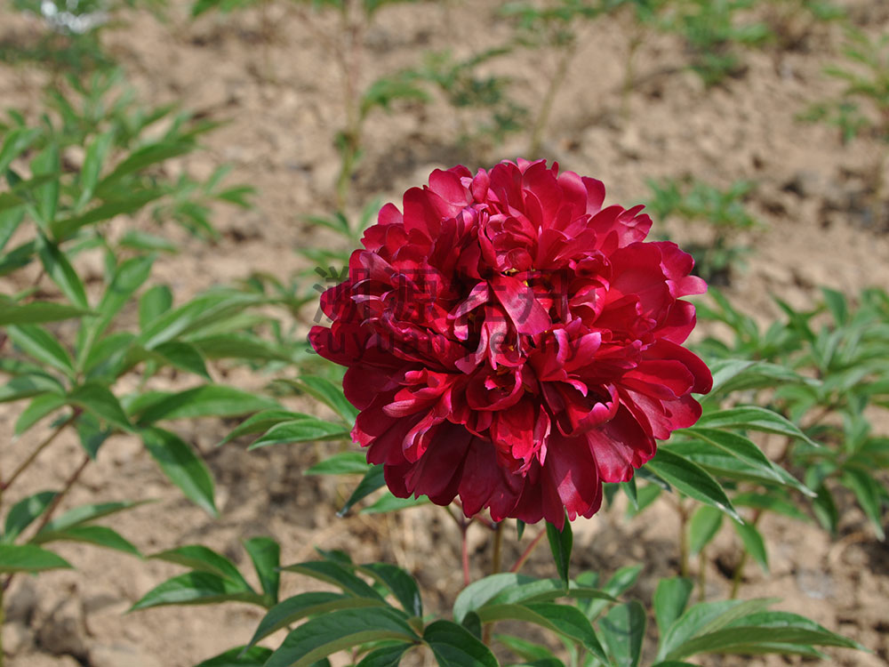 紫色系-烏龍?zhí)胶?></div>
              <p>紫色系-烏龍?zhí)胶?/p>
              </a> </li>
                       <li><a href=