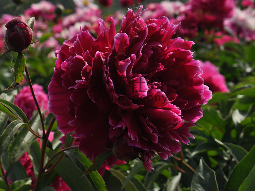 紫色系-紫檀生煙