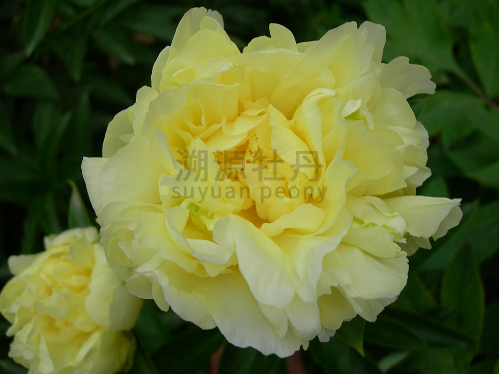 芍藥黃色系-黃金輪