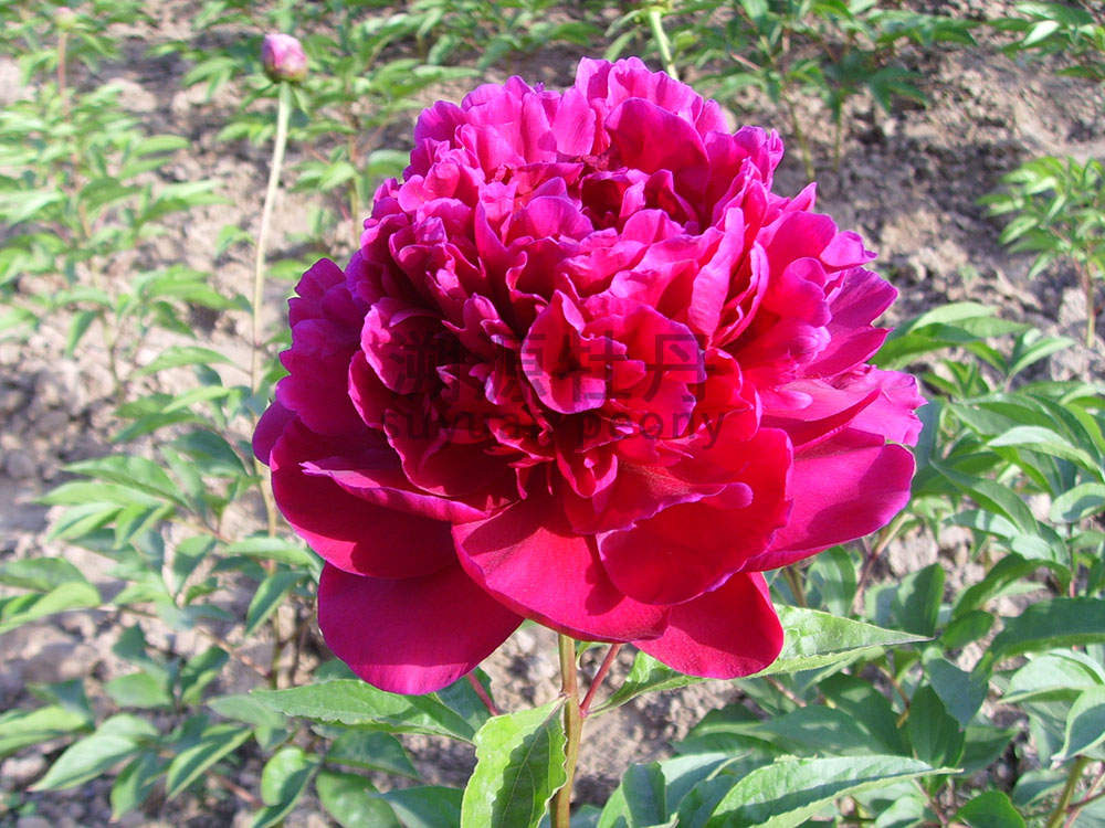 芍藥進(jìn)口品種-紅富士