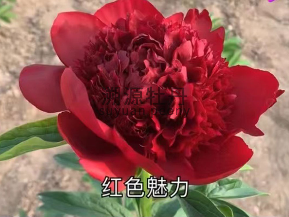 芍藥進(jìn)口品種-紅色魅力