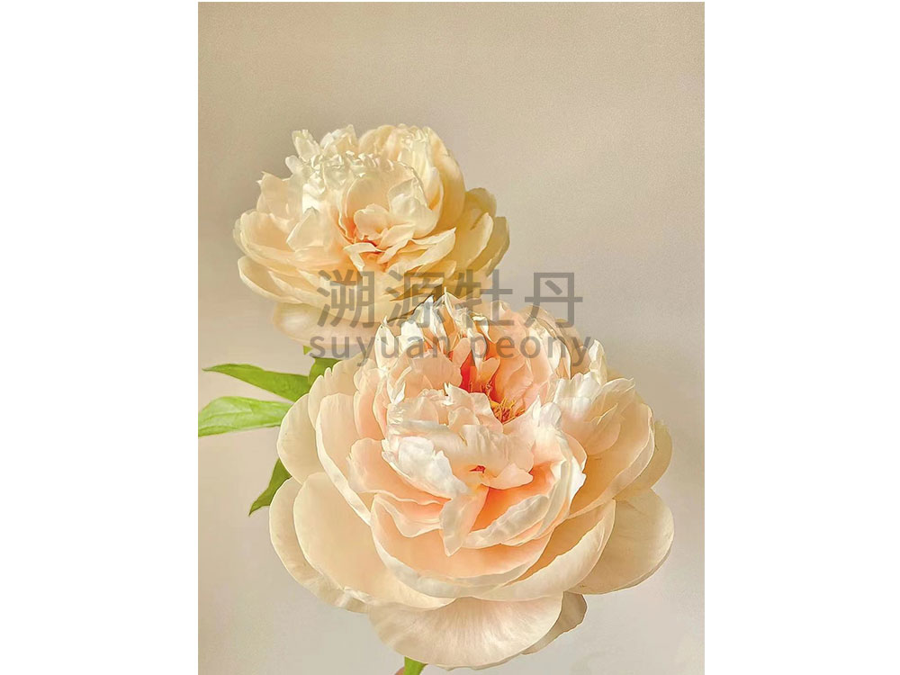 芍藥進(jìn)口品種-典雅香檳