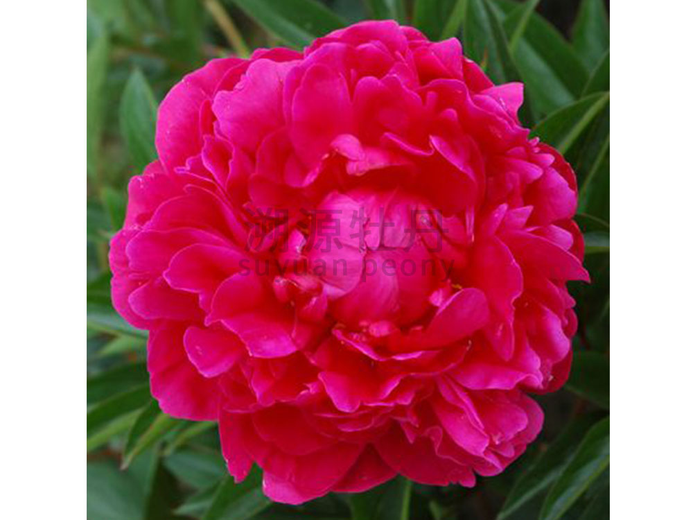 芍藥進(jìn)口品種-堪薩斯