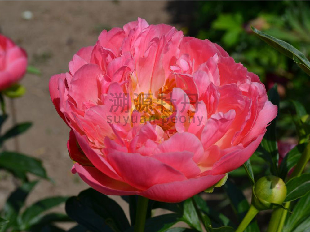 芍藥進(jìn)口品種-夏威夷珊瑚粉