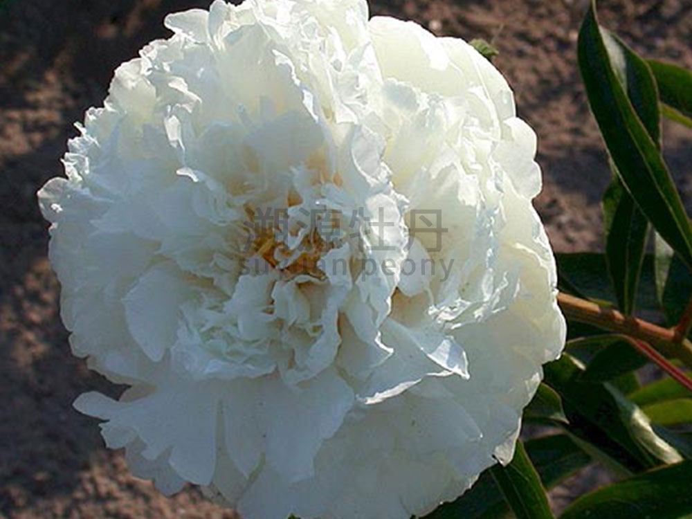 芍藥進(jìn)口品種-奶油碗