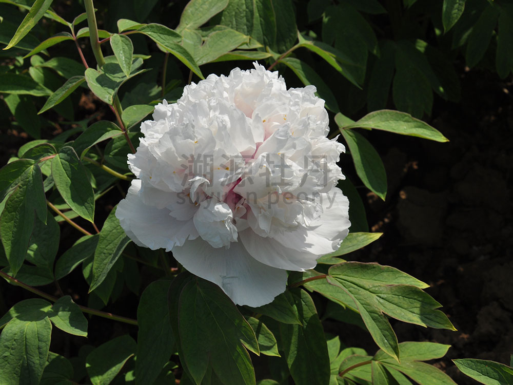 牡丹白色系-玻璃貫珠