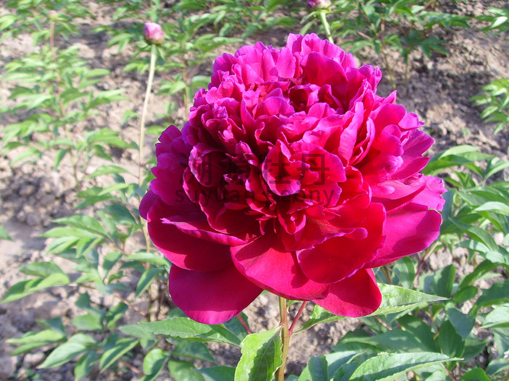  芍藥紅色系-紅富士