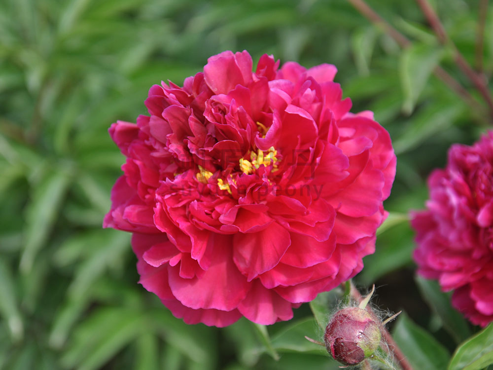  芍藥紅色系-紅顏爭輝