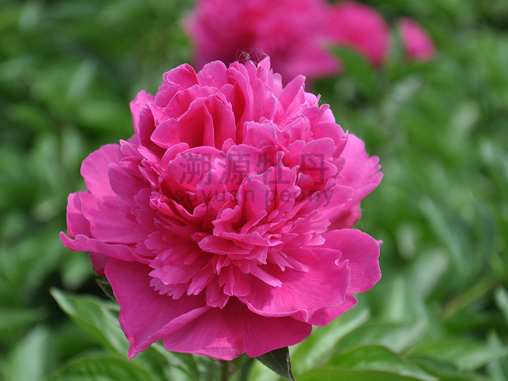  芍藥紅色系-趙園紅