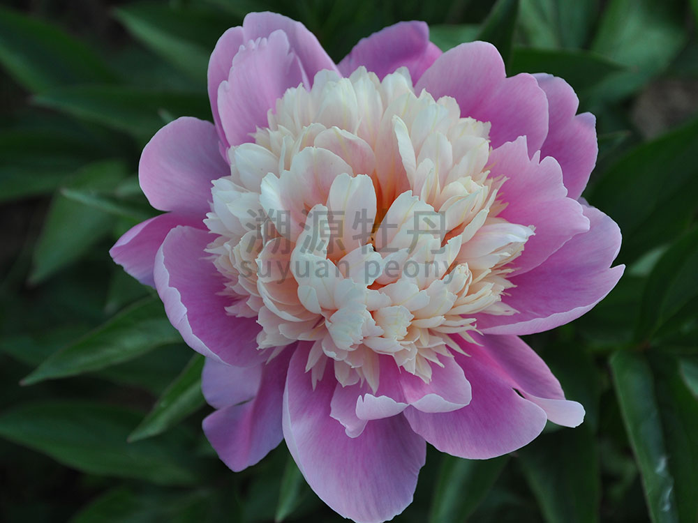  芍藥復(fù)色系-蓮臺