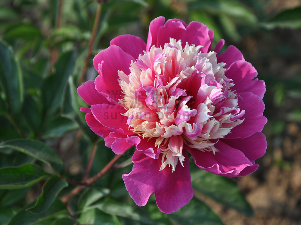  芍藥復(fù)色系-絢麗多彩