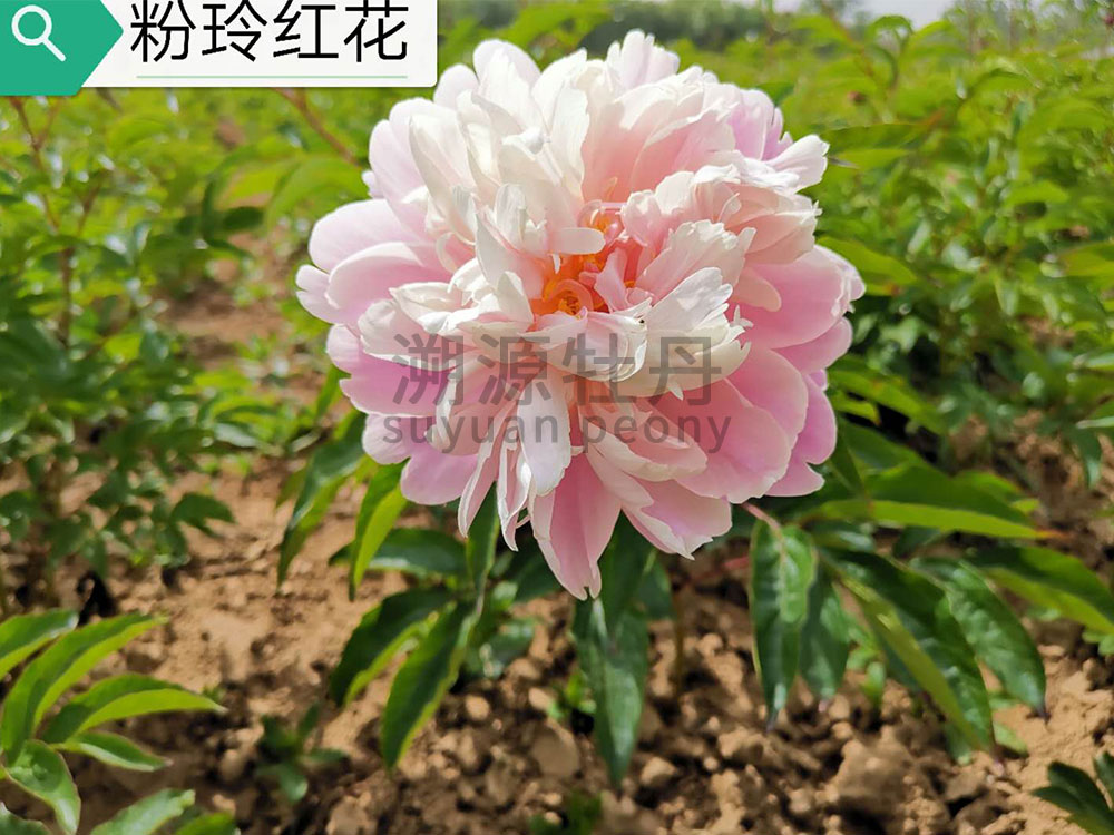  芍藥粉色系-粉嶺紅花