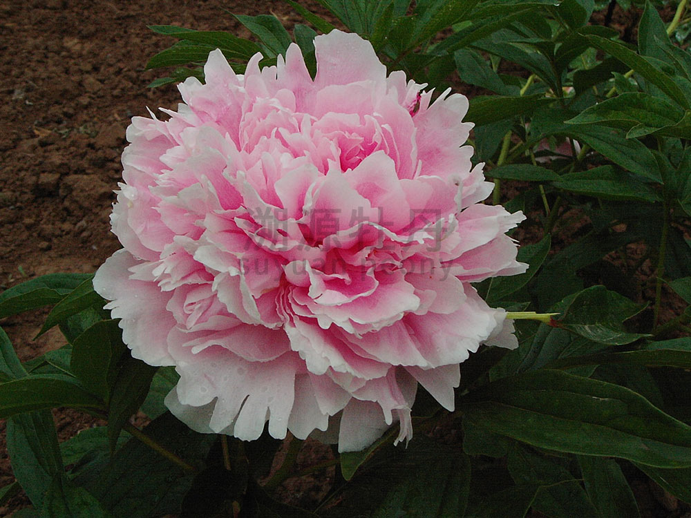 芍藥粉色系-大頭粉