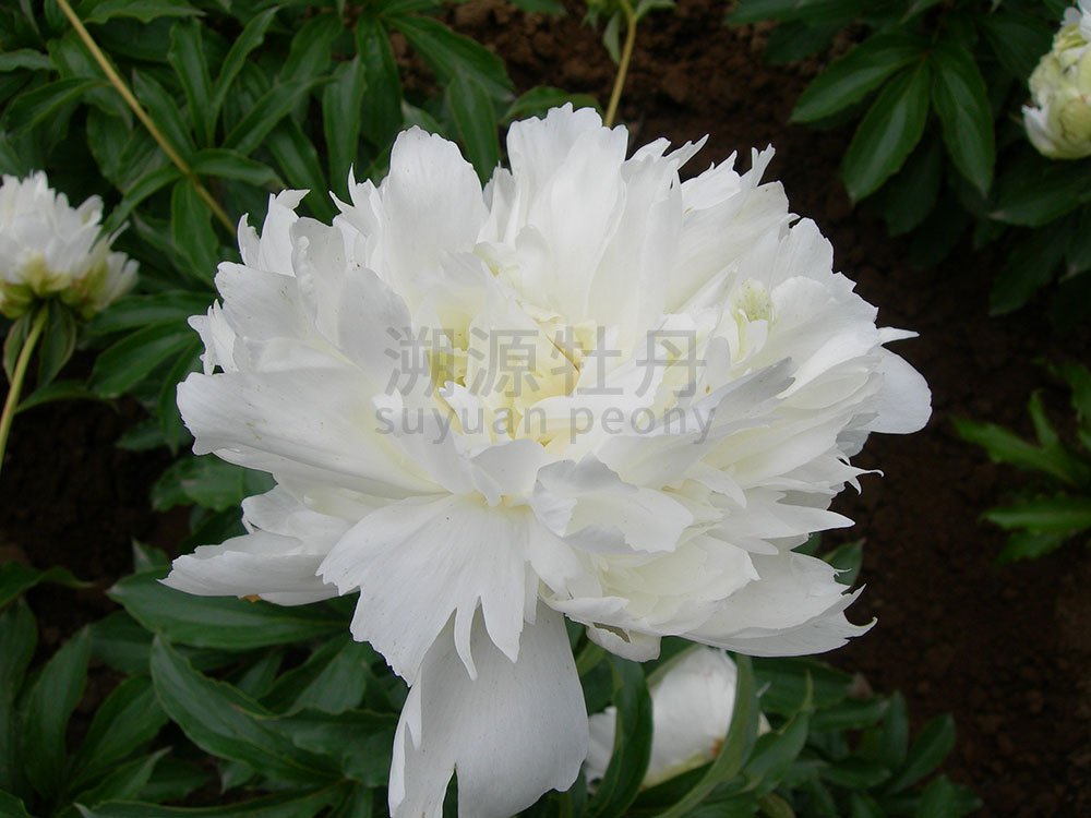  芍藥白色系-冰青