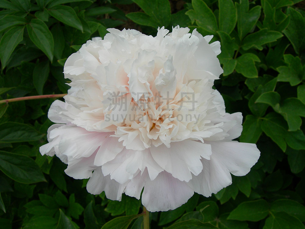  芍藥白色系-雪山紫玉