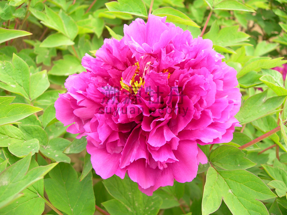  牡丹紫色系-紫二喬