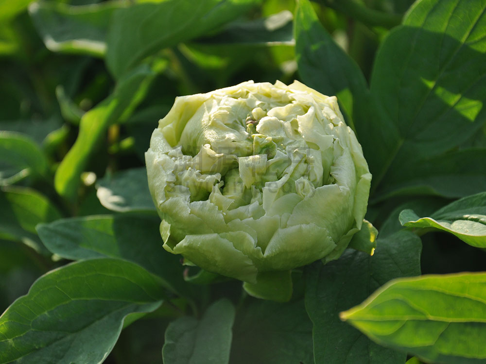 牡丹綠色系--春柳