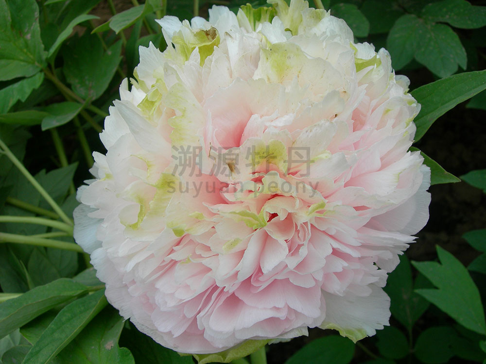 牡丹綠色系--綠香球