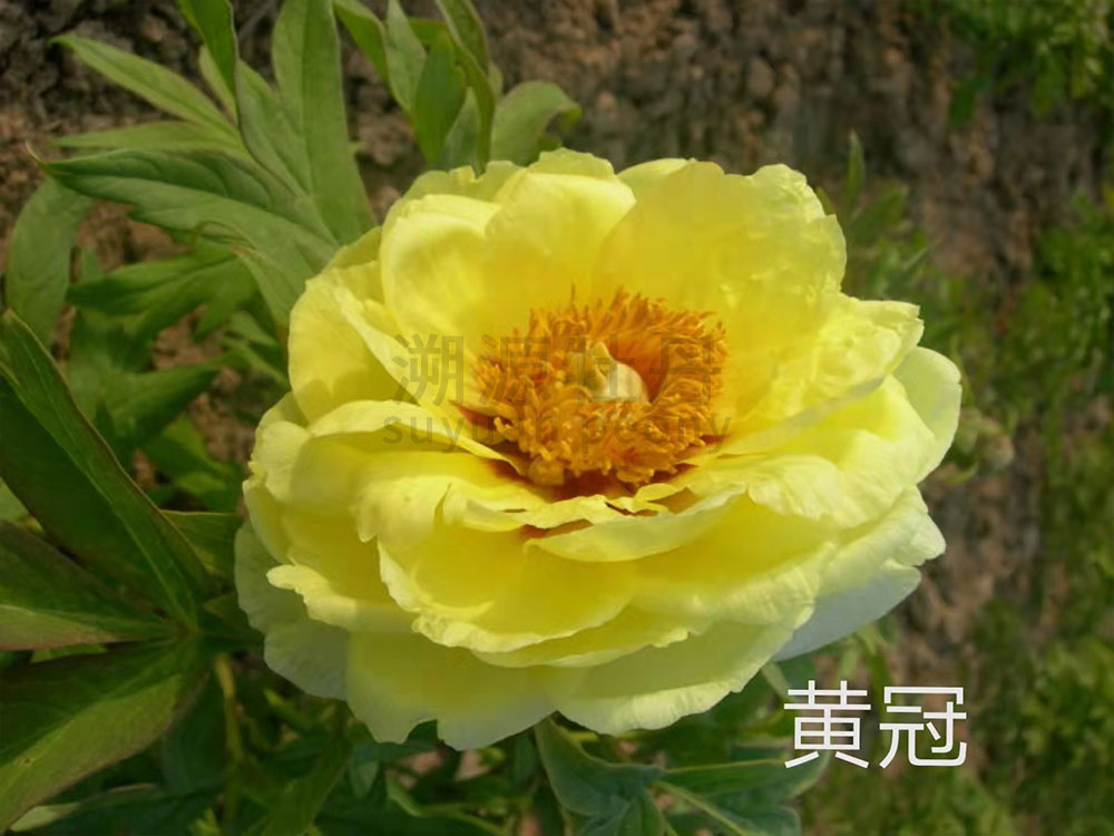 牡丹黃色系-皇冠