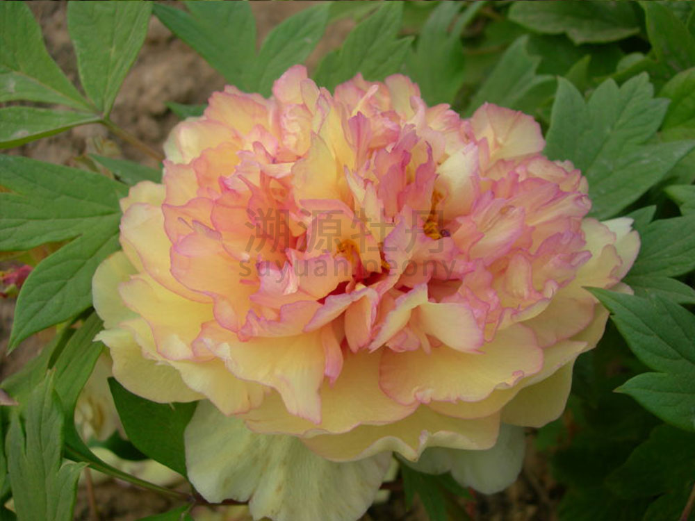 牡丹黃色系-金閣