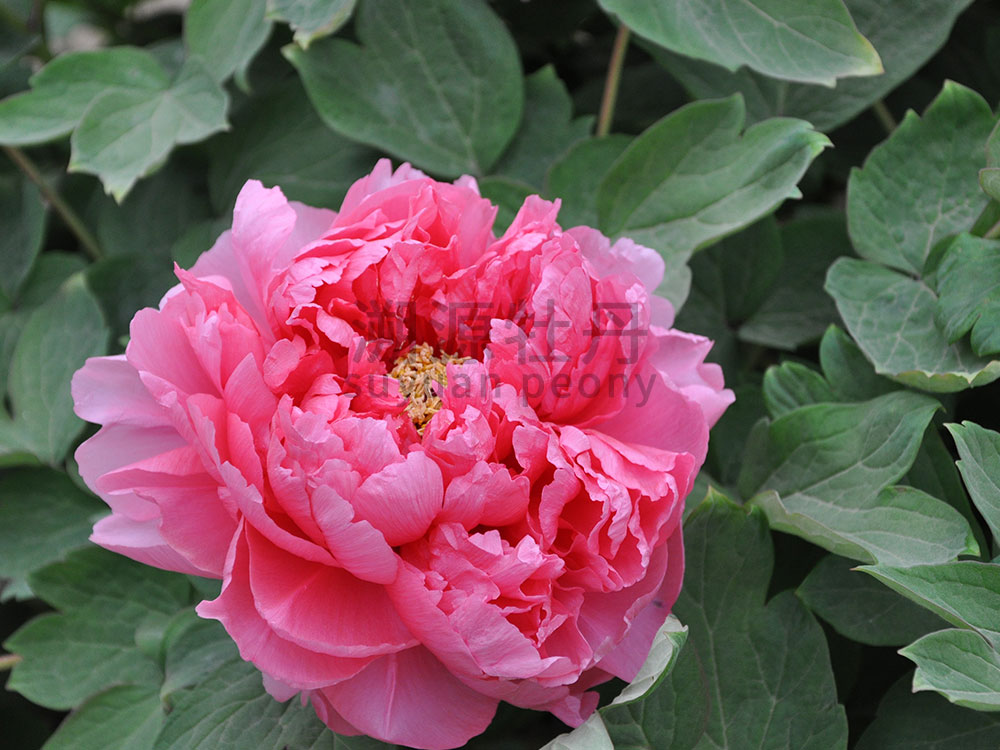 牡丹紅色系-春紅嬌艷