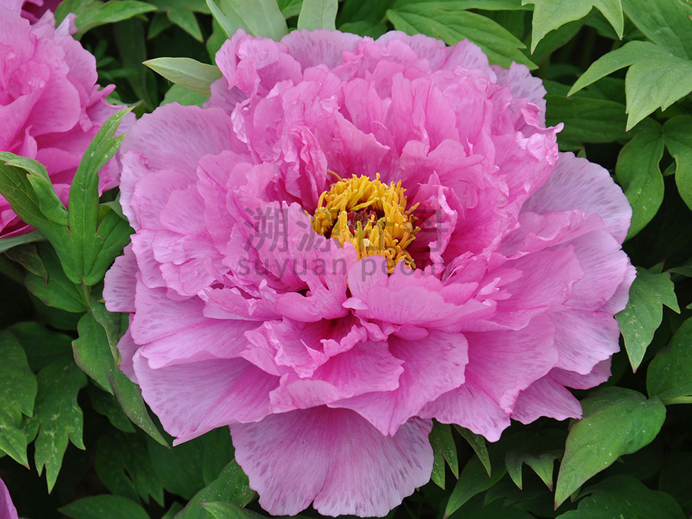 牡丹紅色系-富貴滿堂