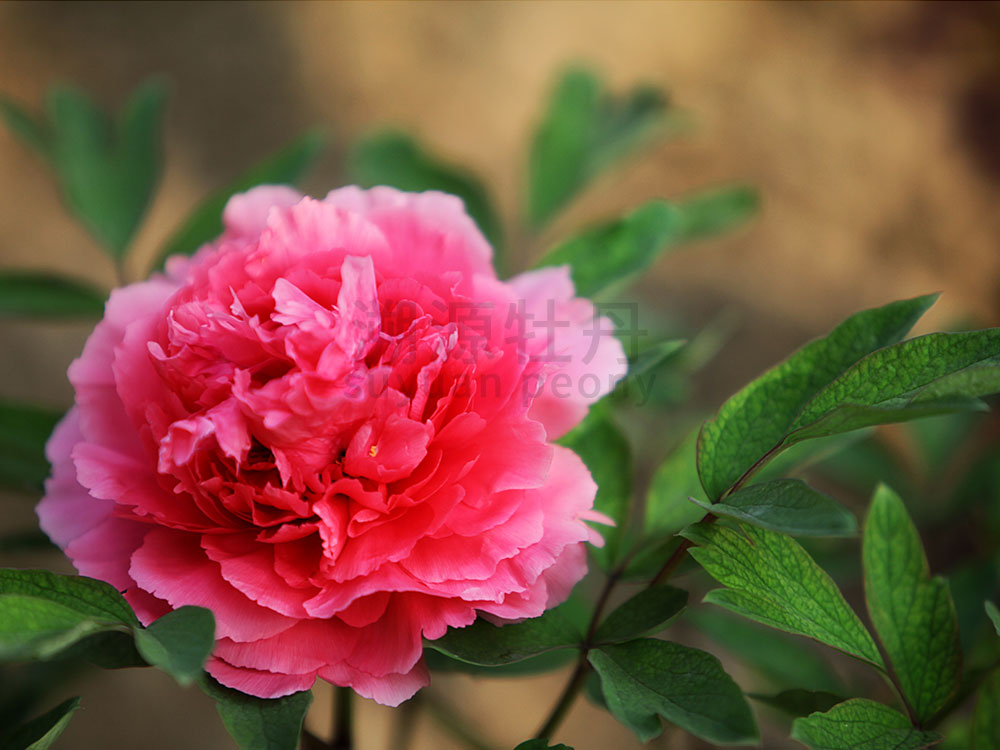 牡丹紅色系-珊瑚臺