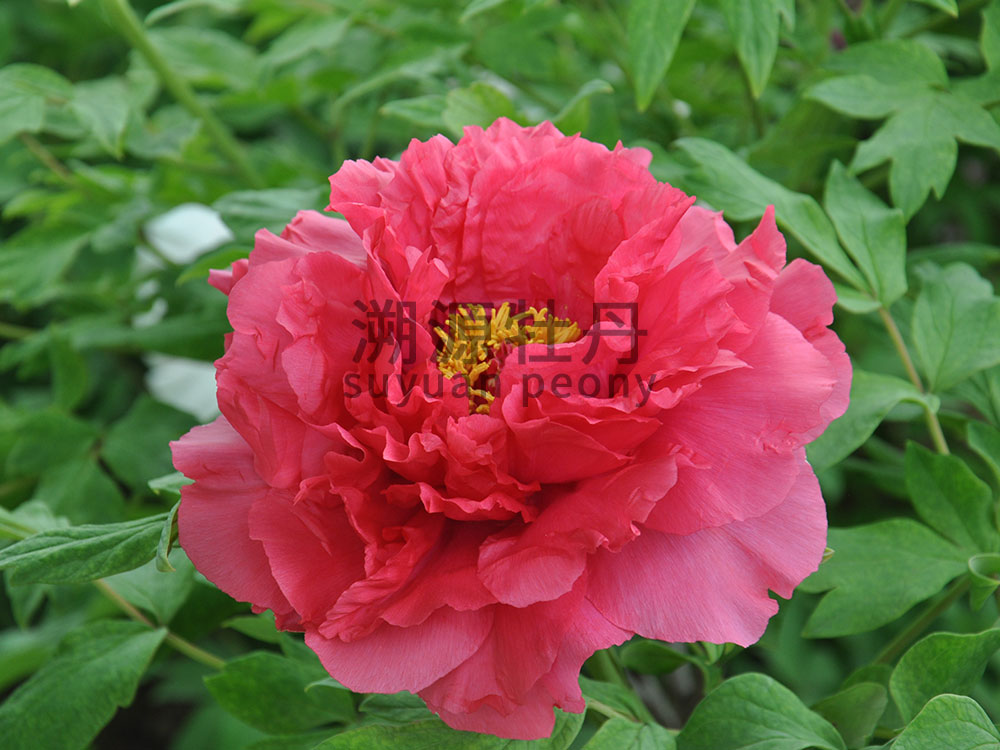 牡丹紅色系-旭港