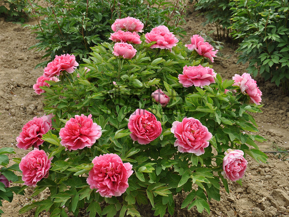 牡丹紅色系-迎日紅