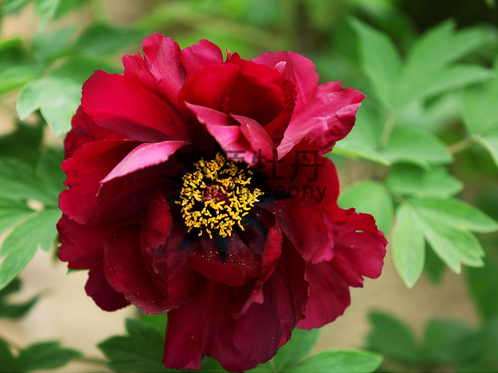 牡丹黑色系-黑海灑金