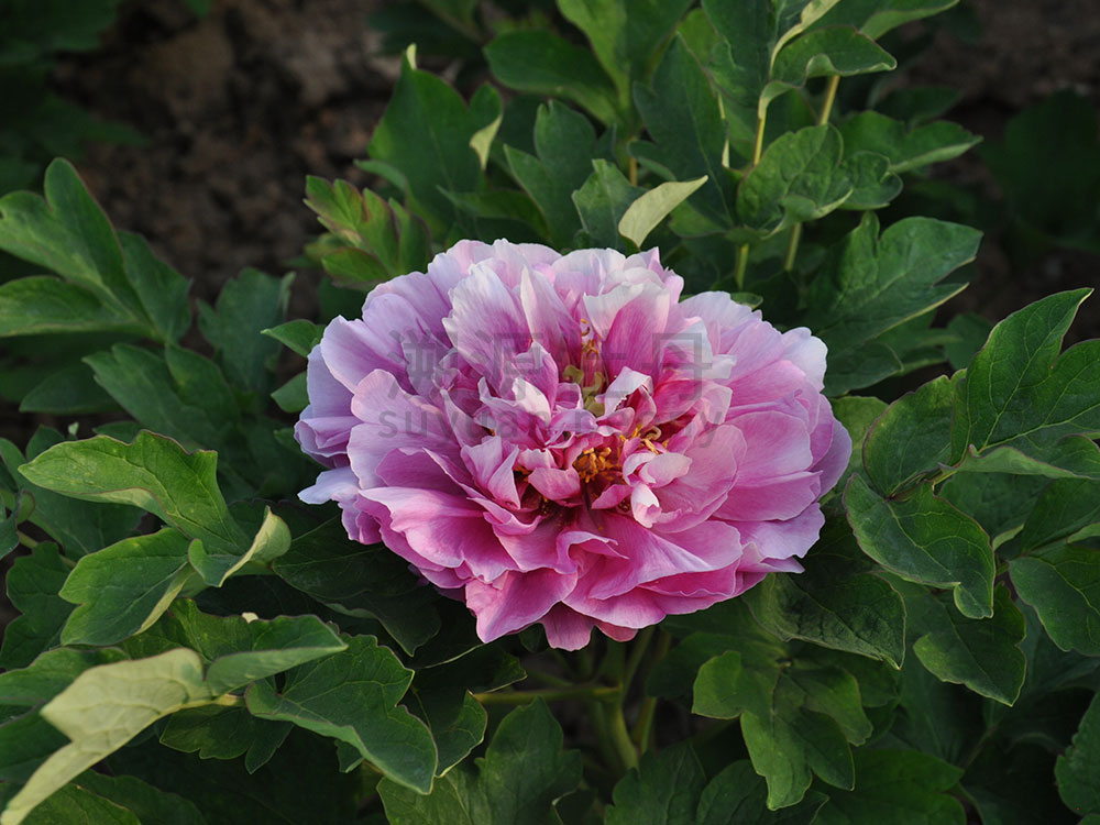 牡丹黑色系-大葉花蝴蝶