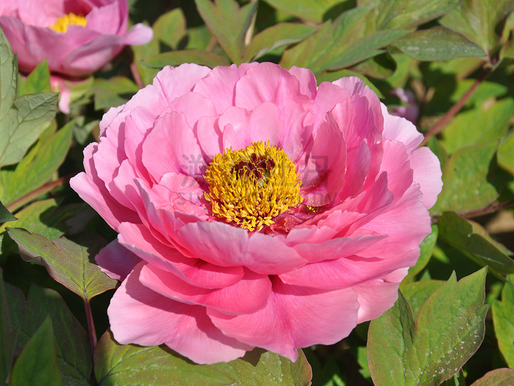 牡丹粉色系-叢中笑