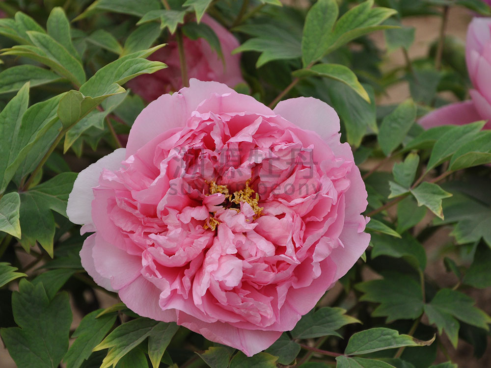 牡丹粉色系-銀紅巧對