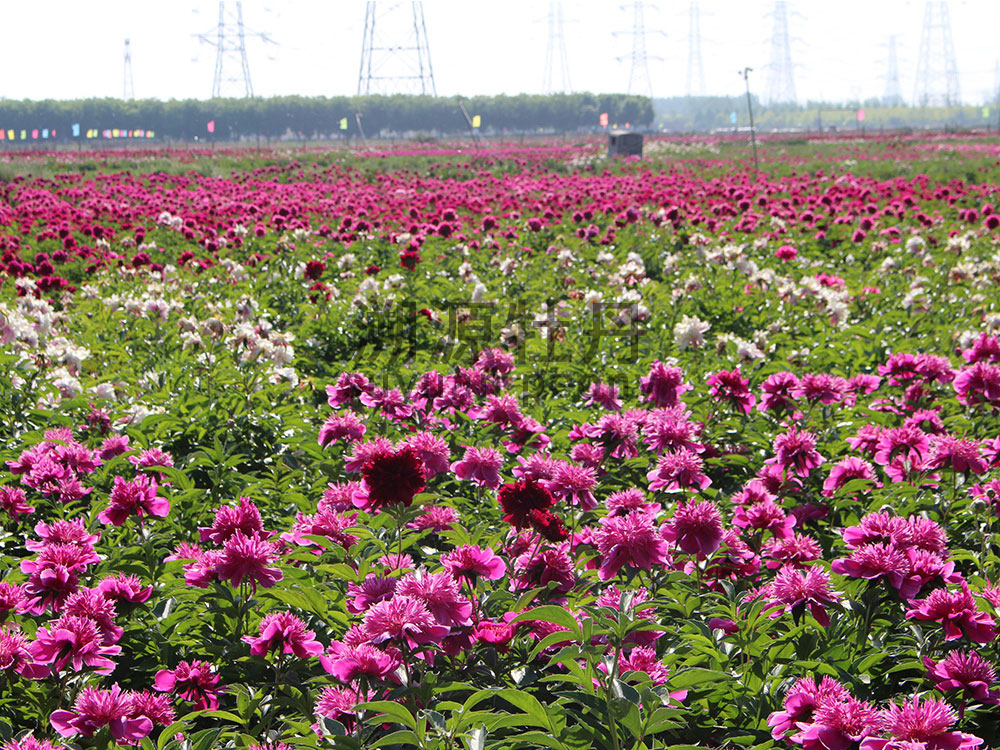 牡丹園園藝工程展示